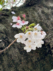 桜が咲くと日本の春を感じます